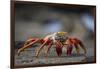 Sally Lightfoot Crab in the Galapagos Islands-null-Framed Photographic Print