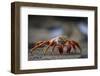 Sally Lightfoot Crab in the Galapagos Islands-null-Framed Photographic Print