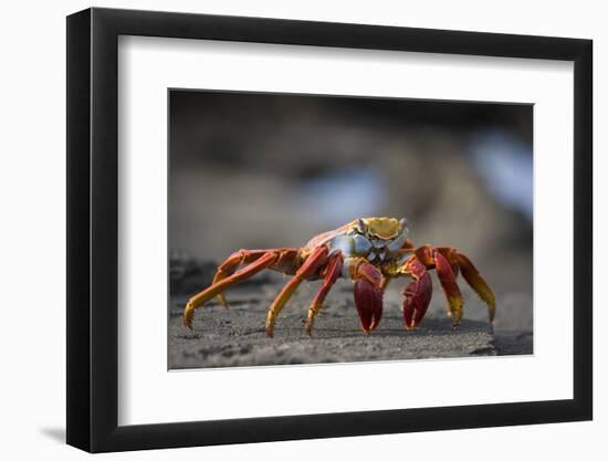 Sally Lightfoot Crab in the Galapagos Islands-null-Framed Photographic Print