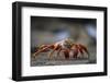 Sally Lightfoot Crab in the Galapagos Islands-null-Framed Photographic Print