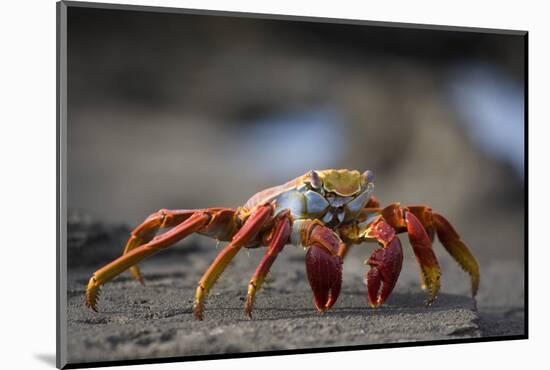 Sally Lightfoot Crab in the Galapagos Islands-null-Mounted Photographic Print