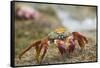 Sally Lightfoot Crab in the Sand-DLILLC-Framed Stretched Canvas