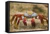 Sally Lightfoot Crab in the Sand-DLILLC-Framed Stretched Canvas