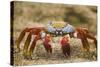 Sally Lightfoot Crab in the Sand-DLILLC-Stretched Canvas