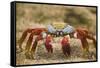 Sally Lightfoot Crab in the Sand-DLILLC-Framed Stretched Canvas