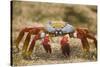 Sally Lightfoot Crab in the Sand-DLILLC-Stretched Canvas