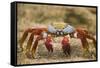 Sally Lightfoot Crab in the Sand-DLILLC-Framed Stretched Canvas