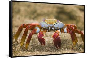 Sally Lightfoot Crab in the Sand-DLILLC-Framed Stretched Canvas