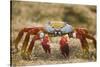 Sally Lightfoot Crab in the Sand-DLILLC-Stretched Canvas