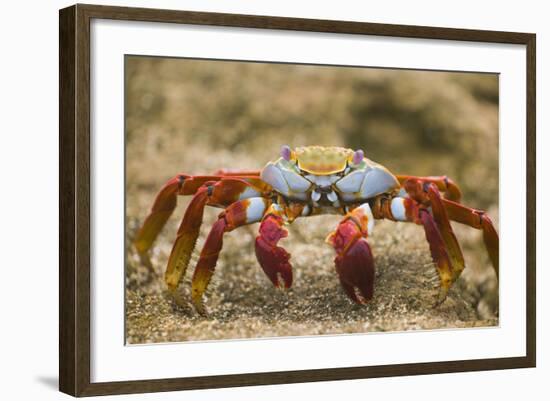 Sally Lightfoot Crab in the Sand-DLILLC-Framed Photographic Print