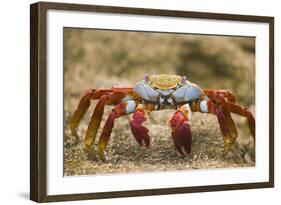 Sally Lightfoot Crab in the Sand-DLILLC-Framed Photographic Print