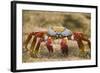 Sally Lightfoot Crab in the Sand-DLILLC-Framed Photographic Print