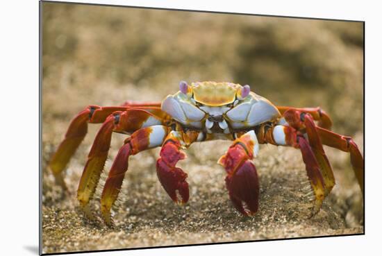 Sally Lightfoot Crab in the Sand-DLILLC-Mounted Photographic Print