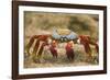 Sally Lightfoot Crab in the Sand-DLILLC-Framed Photographic Print