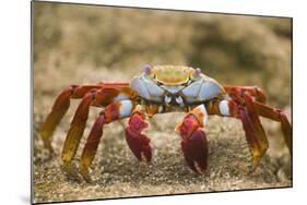 Sally Lightfoot Crab in the Sand-DLILLC-Mounted Photographic Print