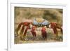 Sally Lightfoot Crab in the Sand-DLILLC-Framed Photographic Print