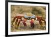 Sally Lightfoot Crab in the Sand-DLILLC-Framed Photographic Print