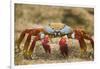 Sally Lightfoot Crab in the Sand-DLILLC-Framed Photographic Print