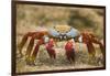 Sally Lightfoot Crab in the Sand-DLILLC-Framed Photographic Print