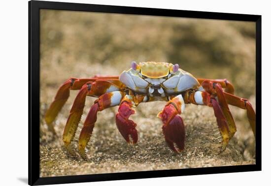 Sally Lightfoot Crab in the Sand-DLILLC-Framed Photographic Print