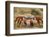 Sally Lightfoot Crab in the Sand-DLILLC-Framed Photographic Print