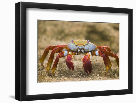 Sally Lightfoot Crab in the Sand-DLILLC-Framed Photographic Print