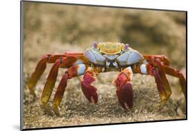 Sally Lightfoot Crab in the Sand-DLILLC-Mounted Photographic Print