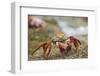 Sally Lightfoot Crab in the Sand-DLILLC-Framed Photographic Print