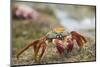 Sally Lightfoot Crab in the Sand-DLILLC-Mounted Photographic Print