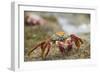 Sally Lightfoot Crab in the Sand-DLILLC-Framed Photographic Print