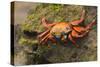 Sally Lightfoot Crab on a Rock-DLILLC-Stretched Canvas