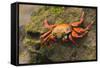 Sally Lightfoot Crab on a Rock-DLILLC-Framed Stretched Canvas