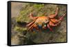 Sally Lightfoot Crab on a Rock-DLILLC-Framed Stretched Canvas