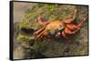 Sally Lightfoot Crab on a Rock-DLILLC-Framed Stretched Canvas