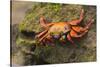 Sally Lightfoot Crab on a Rock-DLILLC-Stretched Canvas