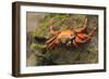 Sally Lightfoot Crab on a Rock-DLILLC-Framed Photographic Print