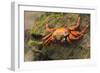 Sally Lightfoot Crab on a Rock-DLILLC-Framed Photographic Print