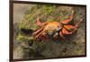 Sally Lightfoot Crab on a Rock-DLILLC-Framed Photographic Print