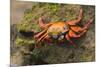 Sally Lightfoot Crab on a Rock-DLILLC-Mounted Photographic Print