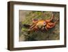 Sally Lightfoot Crab on a Rock-DLILLC-Framed Photographic Print