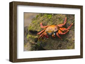 Sally Lightfoot Crab on a Rock-DLILLC-Framed Photographic Print