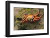 Sally Lightfoot Crab on a Rock-DLILLC-Framed Photographic Print