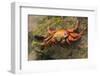 Sally Lightfoot Crab on a Rock-DLILLC-Framed Photographic Print