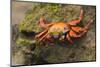 Sally Lightfoot Crab on a Rock-DLILLC-Mounted Photographic Print