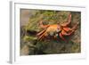 Sally Lightfoot Crab on a Rock-DLILLC-Framed Photographic Print