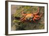 Sally Lightfoot Crab on a Rock-DLILLC-Framed Photographic Print