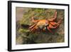 Sally Lightfoot Crab on a Rock-DLILLC-Framed Photographic Print