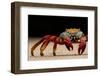 Sally Lightfoot crab on beach, Galapagos Islands-Lucas Bustamante-Framed Photographic Print