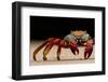 Sally Lightfoot crab on beach, Galapagos Islands-Lucas Bustamante-Framed Photographic Print