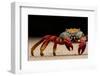 Sally Lightfoot crab on beach, Galapagos Islands-Lucas Bustamante-Framed Photographic Print